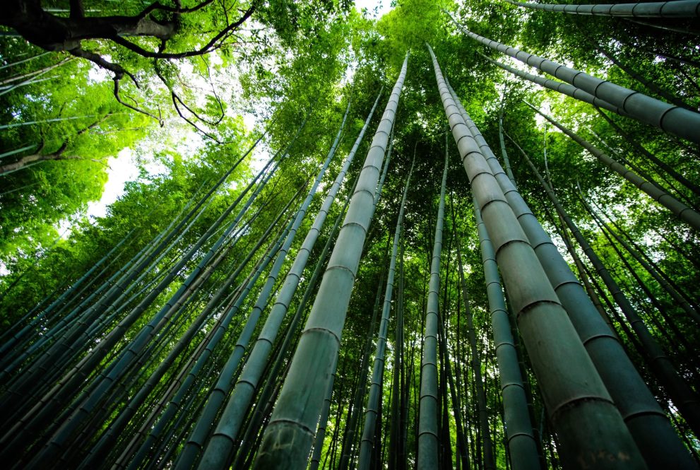 Végétation de l'Ile. Forêt de bambous