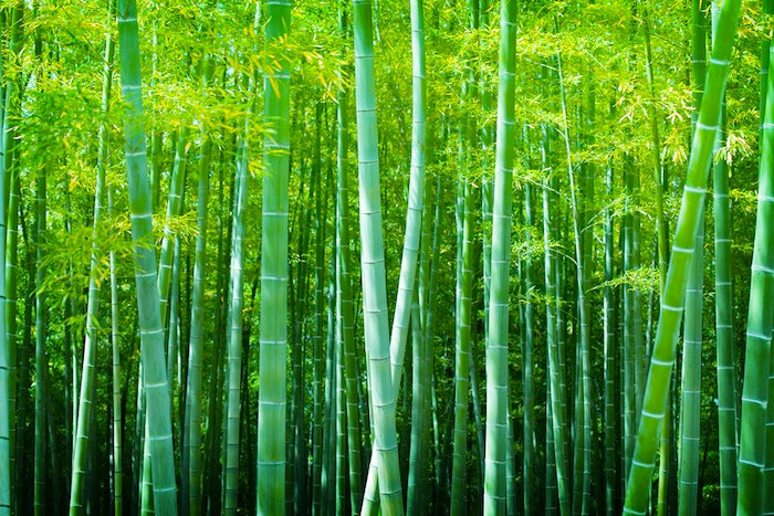 Le bambou en Chine, une histoire riche de sens